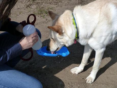 Playa para Perros en el Concello de Ares