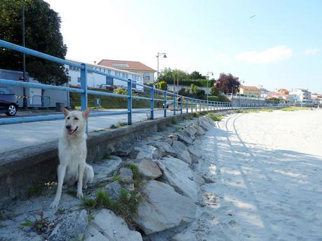 Playa para Perros en el Concello de Ares