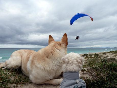 Senderismo: Complejo marismeño-lagunar de Baldaio Senderismo: Complejo marismeño-lagunar de Baldaio