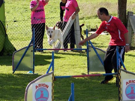 Primer Lugar para Gala en su primera prueba de Agility Primer Lugar para Gala en su primera prueba de Agility