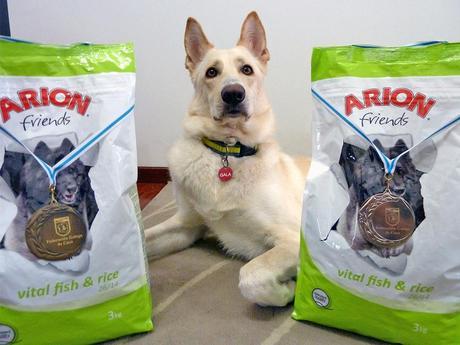 Primer Lugar para Gala en su primera prueba de Agility Primer Lugar para Gala en su primera prueba de Agility