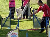 Primer Lugar para Gala primera prueba Agility