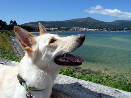 Playa para Perros en el Municipio de A Pobra Do Caramiñal