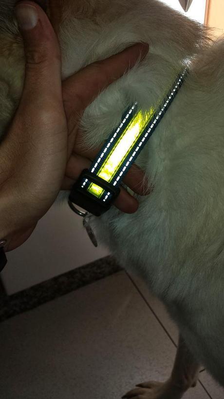 Review: Collar Reflectante y Fosforescente CAMON D715/C Review: Collar Reflectante y Fosforescente CAMON D715/C