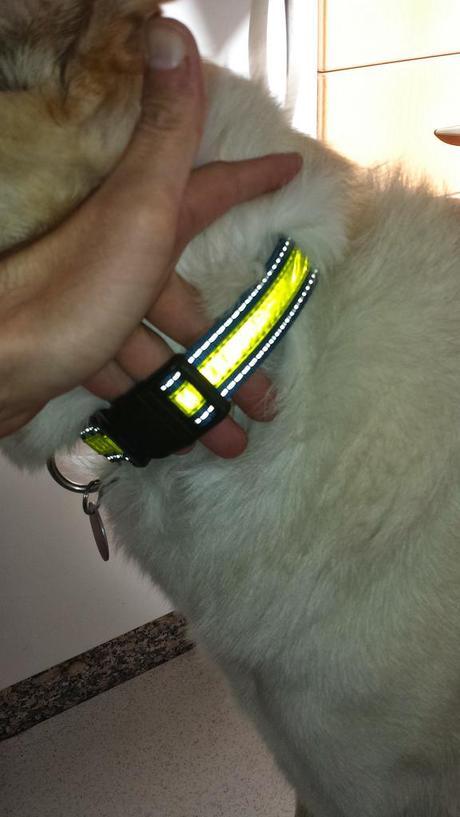 Review: Collar Reflectante y Fosforescente CAMON D715/C