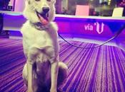 Entrevistados «Vía