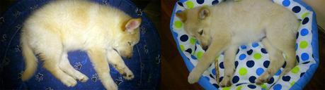 Presentamos a Julk otro hermano de Gala Presentamos a Julk otro hermano de Gala