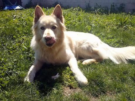 Presentamos a Julk otro hermano de Gala Presentamos a Julk otro hermano de Gala