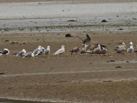Gaviota polar en Llodero