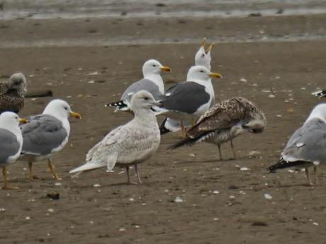 Gaviota polar en Llodero