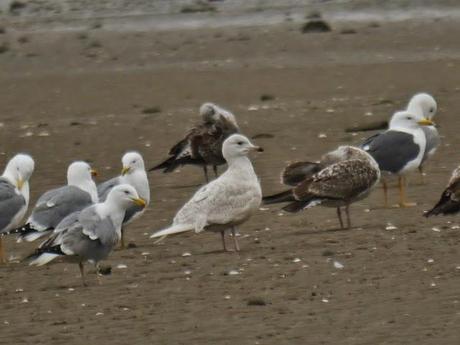 Gaviota polar en Llodero