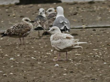 Gaviota polar en Llodero