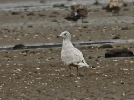 Gaviota polar en Llodero