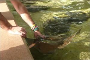 Orlando (II): SeaWorld Orlando (II): SeaWorld