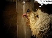 Estamos Agustito LXXXIII. Ummm esta ricaaaaa