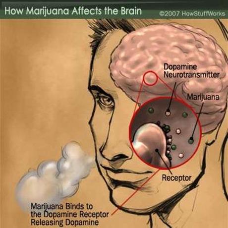 La marihuana afecta la memoria
