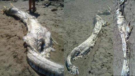 Criatura que se asemeja a un dragón es encontrada en una costa de España