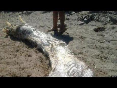 Criatura que se asemeja a un dragón es encontrada en una costa de España