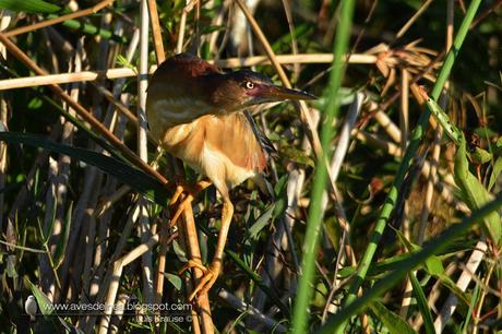 Mirasol chico (Least Bittern) Ixobrychus exilis