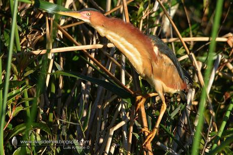 Mirasol chico (Least Bittern) Ixobrychus exilis