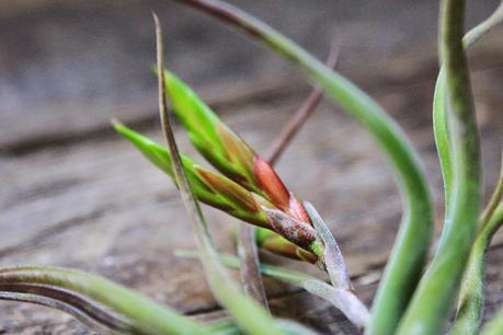 Tillandsias: Plantas aéreas para oxigenar tu espacio de trabajo.