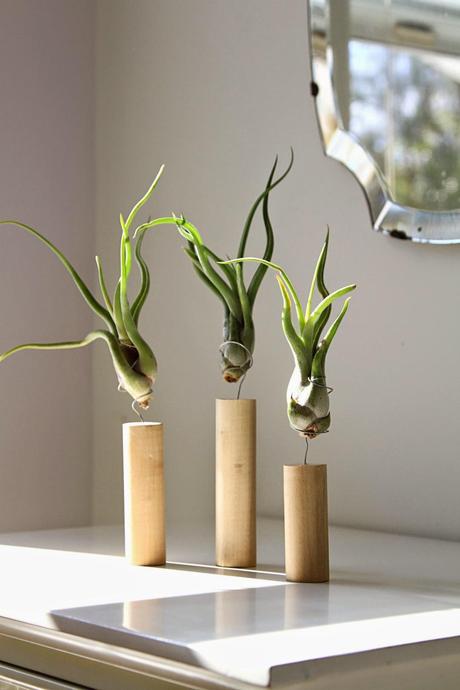 Tillandsias: Plantas aéreas para oxigenar tu espacio de trabajo.