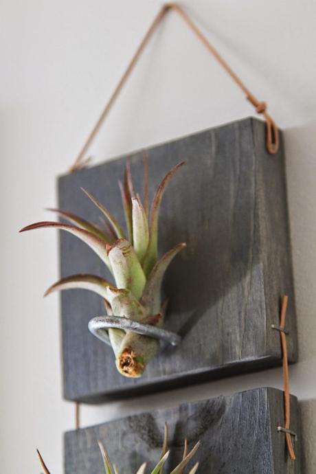 Tillandsias: Plantas aéreas para oxigenar tu espacio de trabajo.