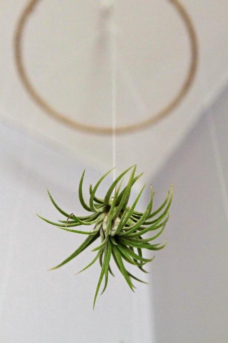 Tillandsias: Plantas aéreas para oxigenar tu espacio de trabajo.