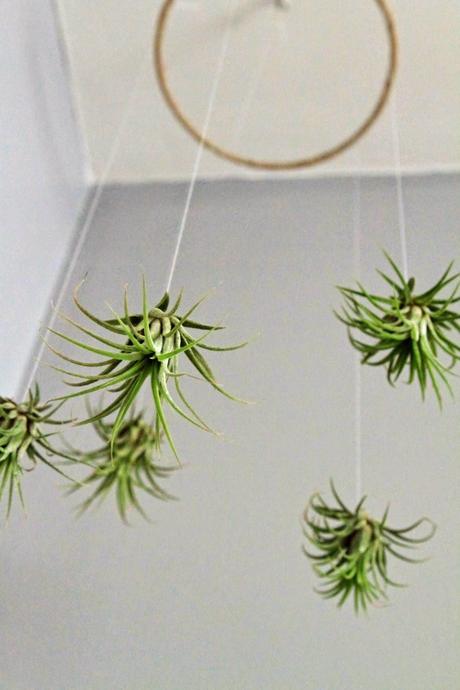 Tillandsias: Plantas aéreas para oxigenar tu espacio de trabajo.