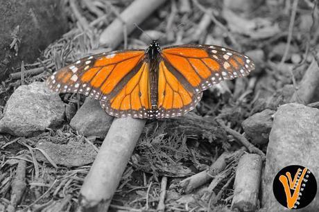 Mariposa Monarca