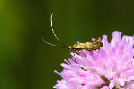 Nemophora metallica (Poda, 1761)