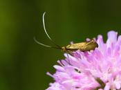 Nemophora metallica (Poda, 1761)