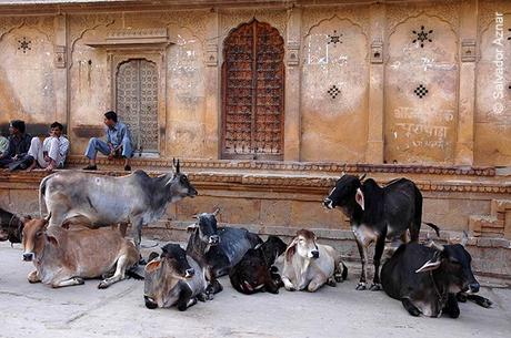 Vacas sagradas de la India