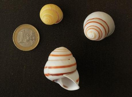 Gasterópodos sin identificar.