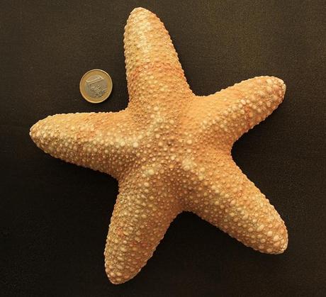 Choriaster granulatus