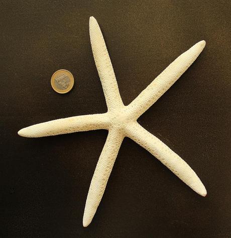 Asteroideo sin identificar.