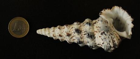 Gasterópodo sin identificar.