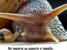 moluscos seres sintientes