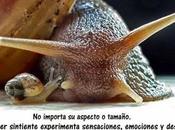 moluscos seres sintientes