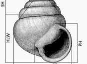 Nuevas especies moluscos descritas cuevas España