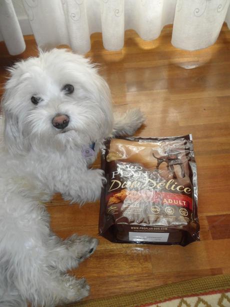 Miko probando Purina Pro Plan Duo Delice