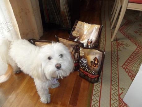 Miko probando Purina Pro Plan Duo Delice