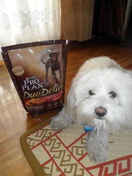 Miko probando Purina Pro Plan Duo Delice