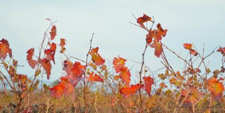 En las bodegas de Rafael López de Heredia