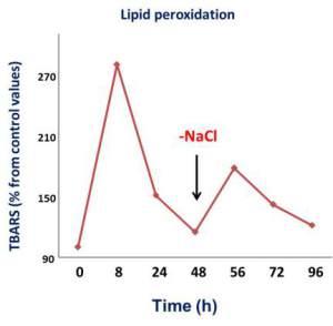 Efecto del estrés salino a corto plazo y durante el periodo de recuperación en los niveles de peroxidación lipídica (medido como TBARS) en hojas de guisante. Los datos están expresados como % de los valores controles en cada periodo de tiempo. Fuente CSIC