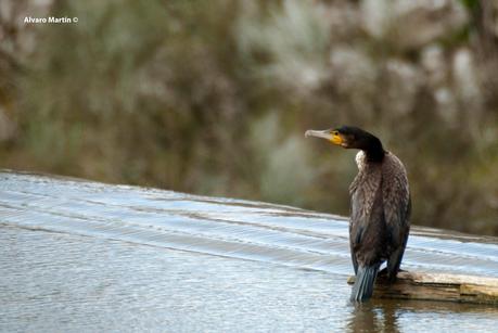 Cormorán grande (Phalacrocorax carbo)