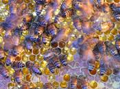 Abejas pillando panal miel Bees stealing honey from honeycomb