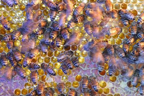 Abejas pillando panal con miel - Bees stealing honey from a honeycomb.