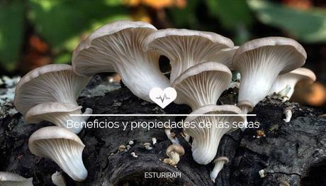 las setas son un alimento bajo en calorías, aproximadamente el 90% del peso de una seta es agua, por lo que es perfecto para incluír en la dieta. Además, las setas son un alimento muy completo con muchas propiedades beneficiosas para nuestra salud