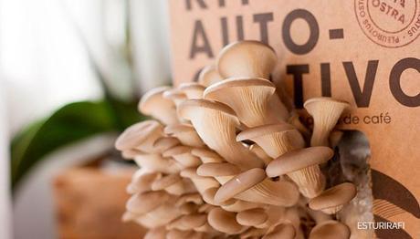 las setas son un alimento bajo en calorías, aproximadamente el 90% del peso de una seta es agua, por lo que es perfecto para incluír en la dieta. Además, las setas son un alimento muy completo con muchas propiedades beneficiosas para nuestra salud